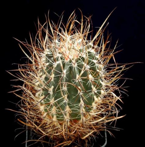 Sclerocactus_schleseri